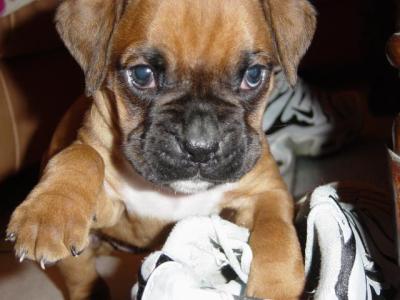 chien 